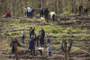 Sadzenie lasu w okolicach Niedźwiednika