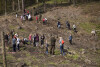 Sadzenie lasu w okolicach Niedźwiednika