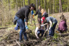 Sadzenie lasu w okolicach Niedźwiednika