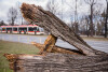 Skutki wichury. Kilkadziesiąt drzew ucierpiało w Gdańsku