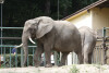 Słonie w ZOO