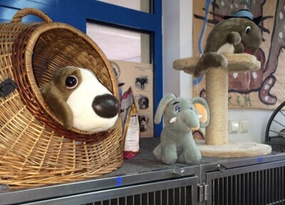 Szukali Reksia w schronisku