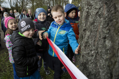 Topola biała - nowy pomnik przyrody