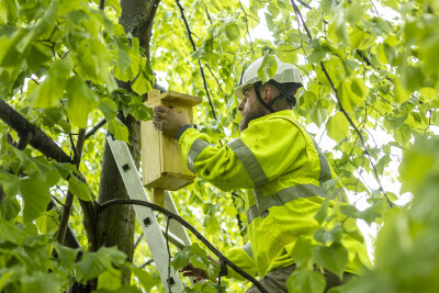 Wieszanie budek lęgowych na Suchaninie
