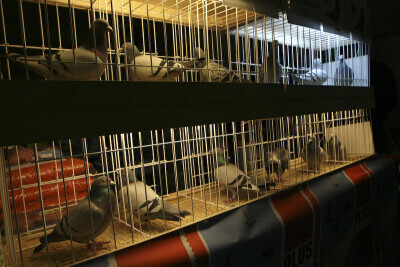 Wystawa gołębi pocztowych