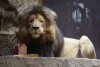 ZOO Gdańsk, Międzynarodowy Dzień Lwa.