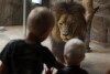 ZOO Gdańsk, Międzynarodowy Dzień Lwa.