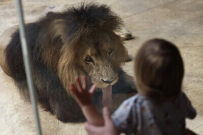 ZOO Gdańsk, Międzynarodowy Dzień Lwa.