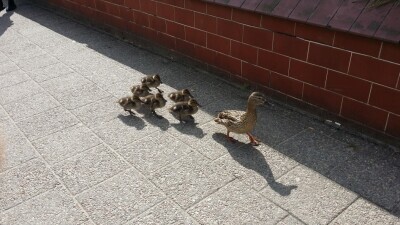 Zagubione kaczki w centrum Gdańska