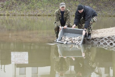 Zarybianie zbiornika Górne Młyny