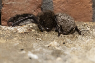 Zbiornik Wody Stara Orunia, Święto Nietoperzy