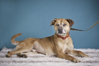 Zwierzaki czekają w schronisku Promyk