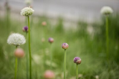 Gdańskie czosnki zakwitły