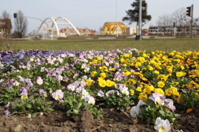 Kwiaty, wiosna w Gdańsku