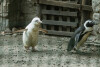 Unikatowy pingwin w ZOO