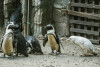 Unikatowy pingwin w ZOO