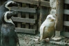 Unikatowy pingwin w ZOO