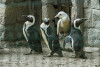 Unikatowy pingwin w ZOO